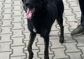 czarny pies znaleziony w Rzeszowie na ul. Orzechowej, średniej wielkości, samiec