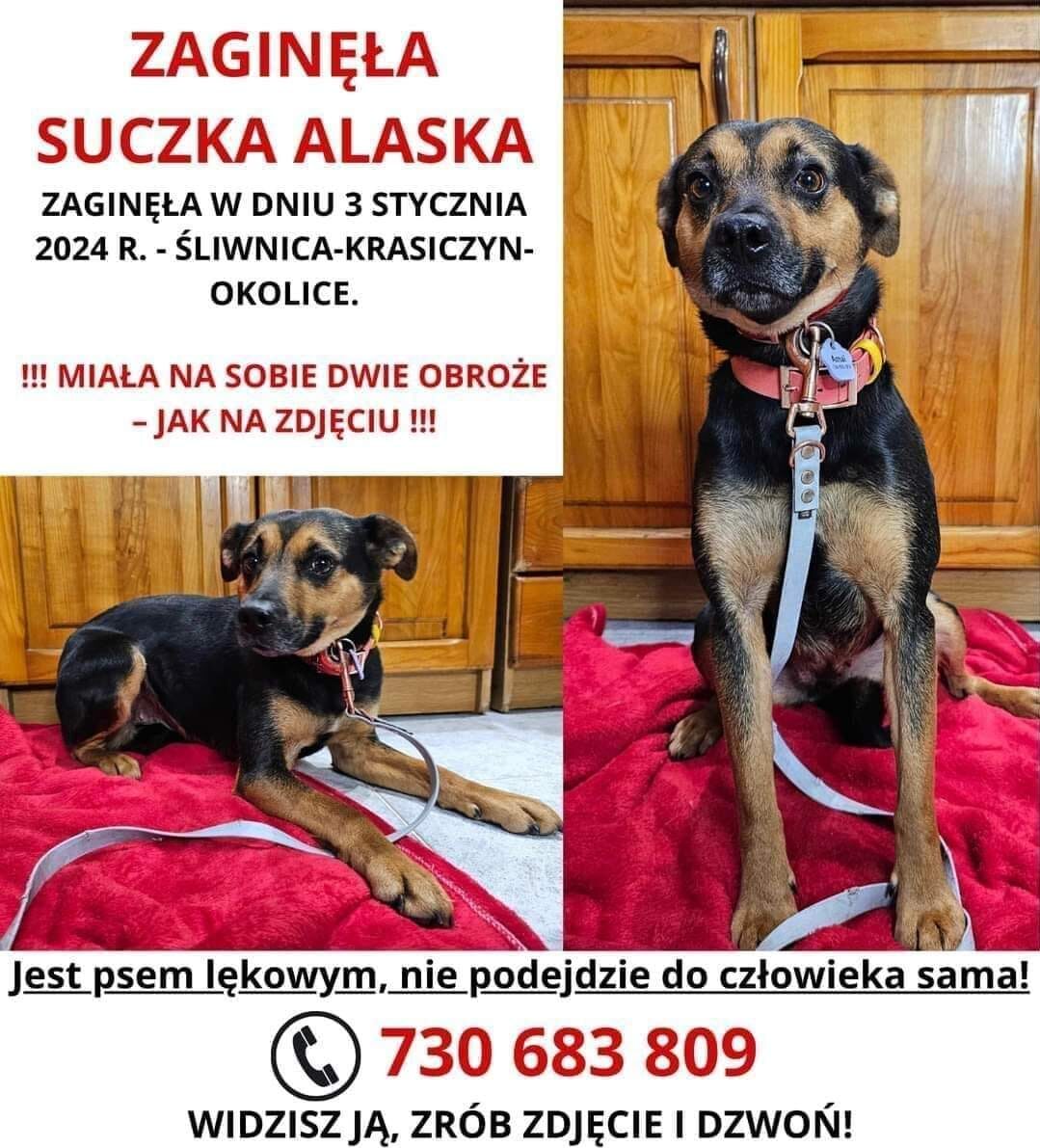 Zaginęła suczka