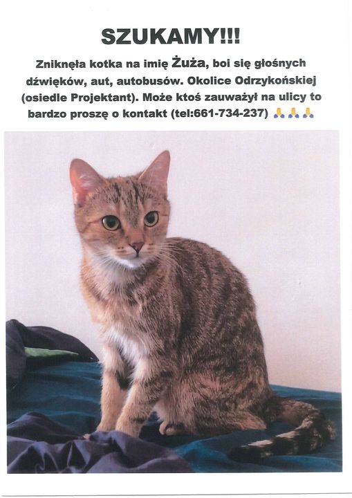 Zaginęła kotka