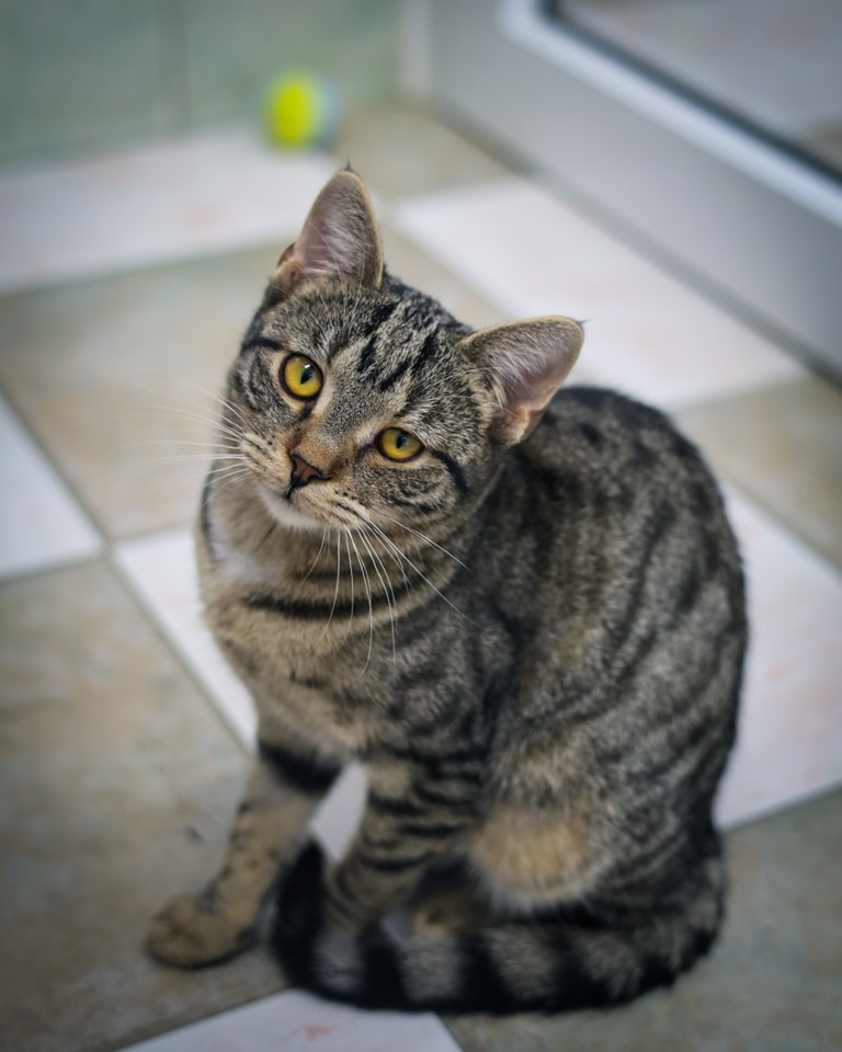 Józia
