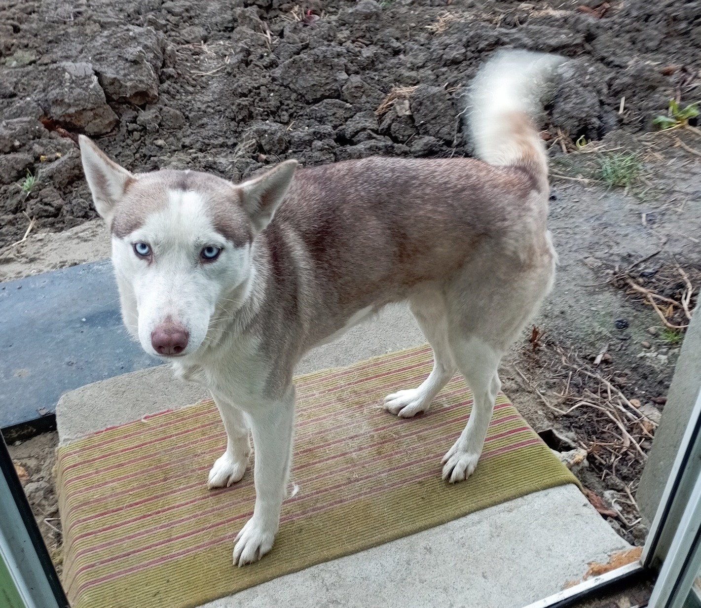 Suczka husky szuka nowego domu