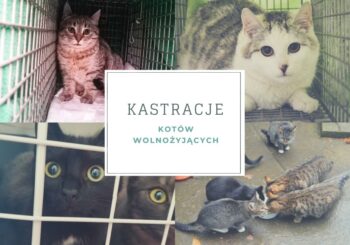 Kastracje/Sterylizacje koty wolno żyjące