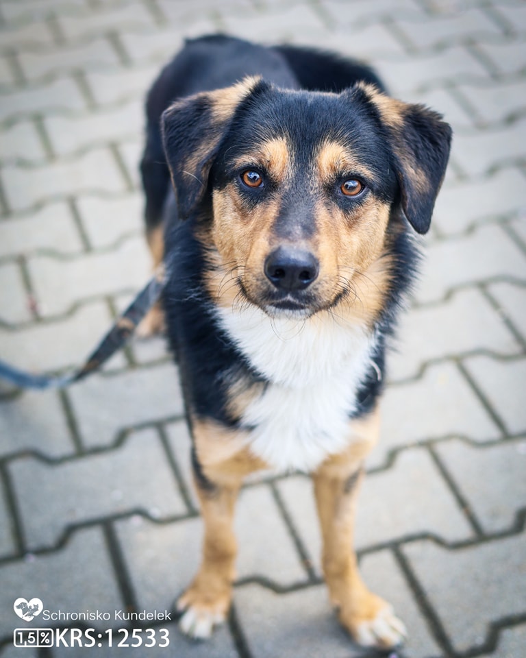 Roki