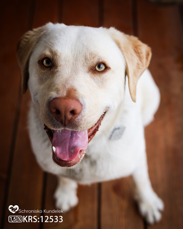 Otis