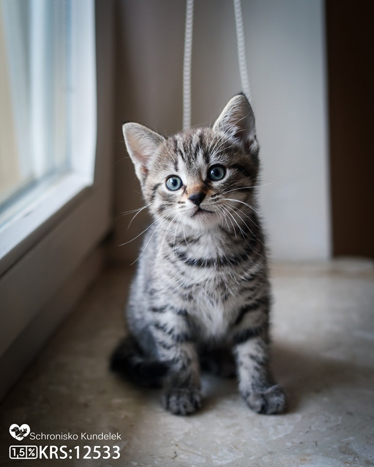 Percy