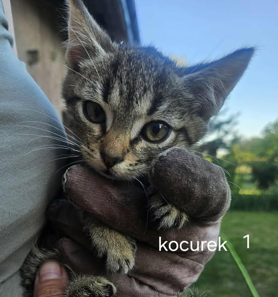Kocięta szukają domów