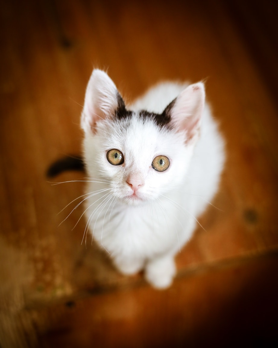 Bella