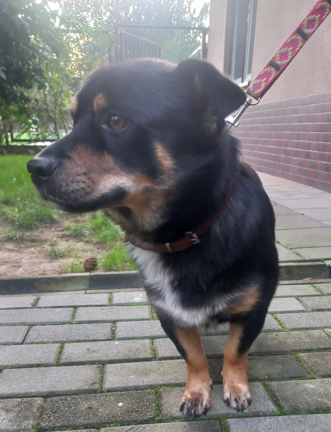 Pies z gminy Głogów Młp.