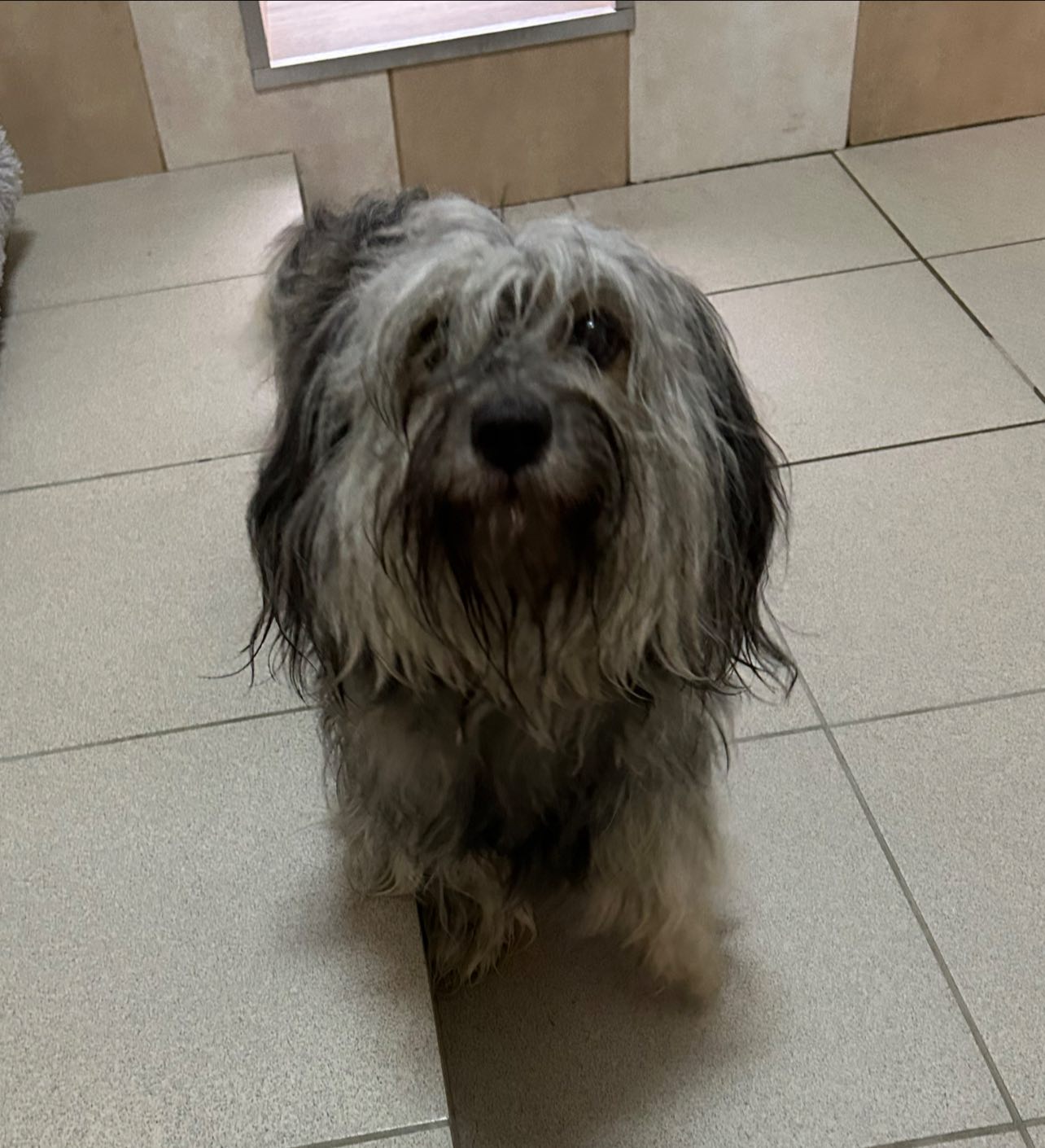 Suka z ul. Dąbrowskiego