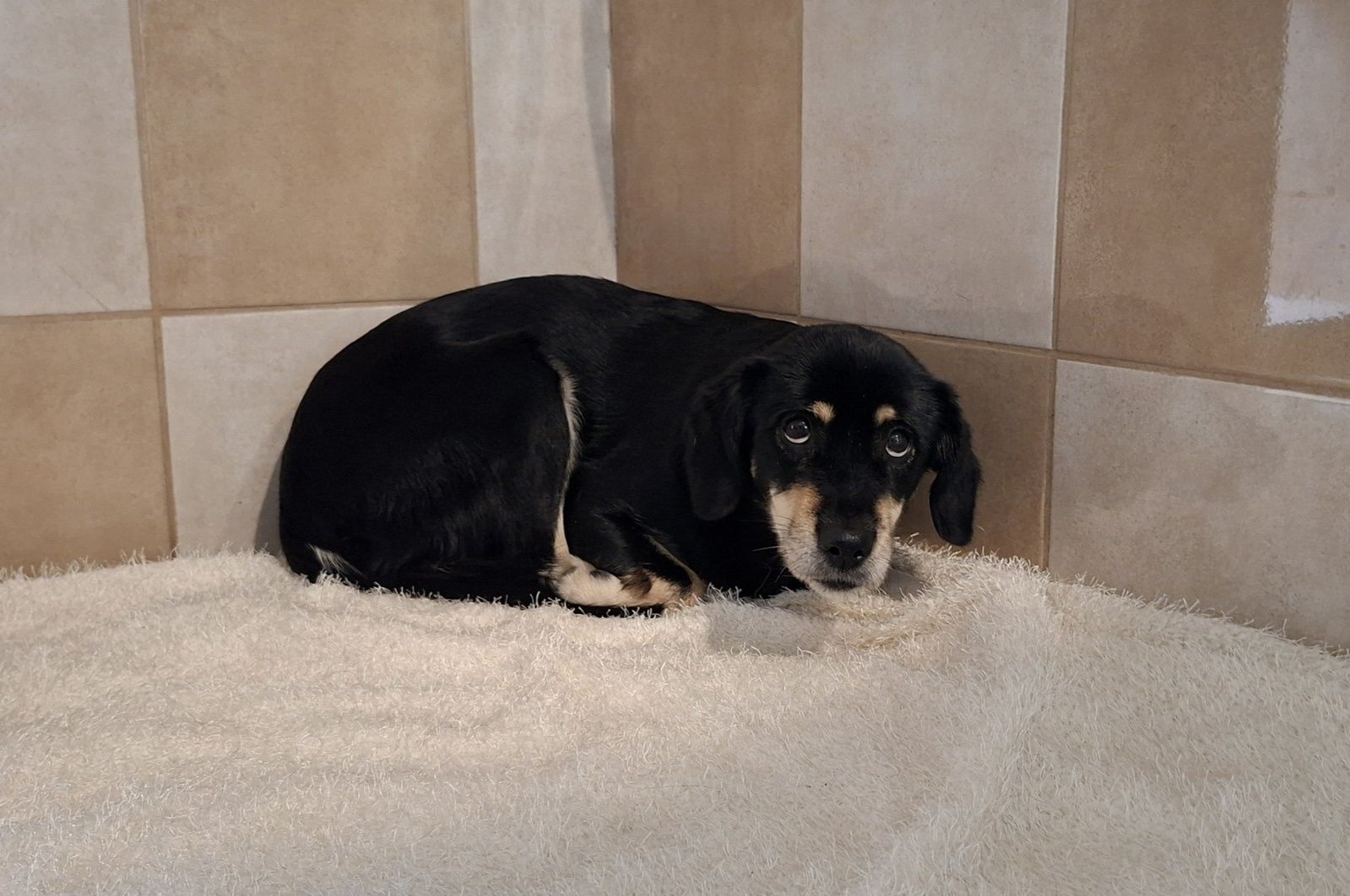 Suka z ul. Hetmańskiej