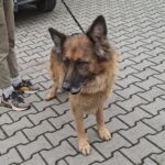 Suka z gminy Czudec