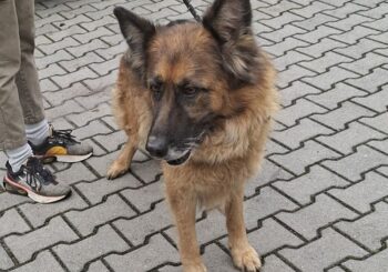 Suka z gminy Czudec