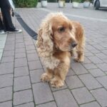 Pies z ul. Krakowskiej