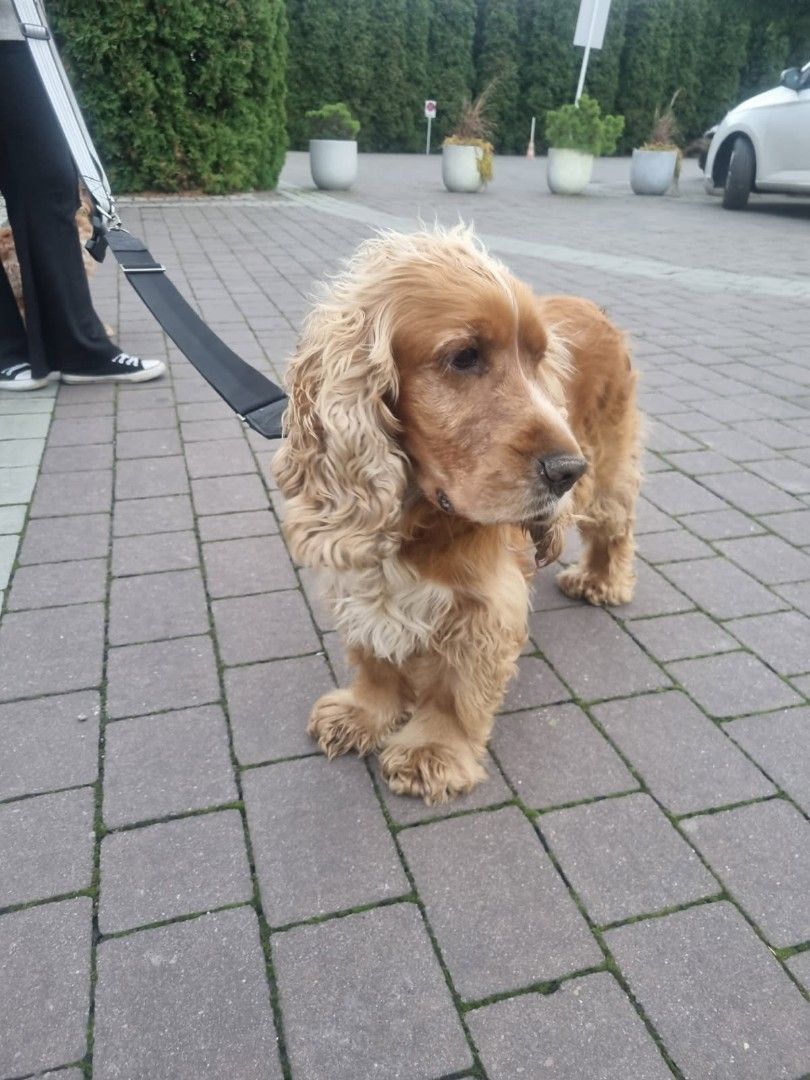 Pies z ul. Krakowskiej