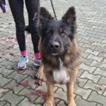 Pies z gminy Trzebownisko