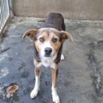 Pies z gminy Głogów Młp.