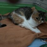 Kotka z terenu Gminy Świlcza